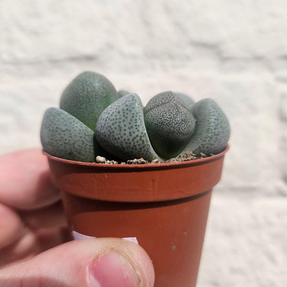 Pleiospilos nelii (Split Rock Plant)