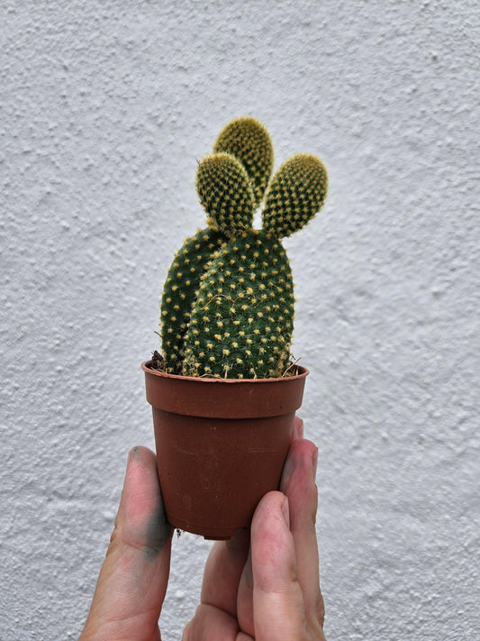 Opuntia microdasys (Bunny Ears)