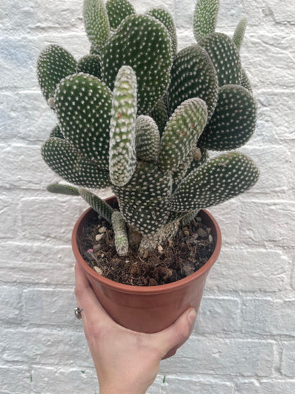 Opuntia microdasys (Bunny Ears)