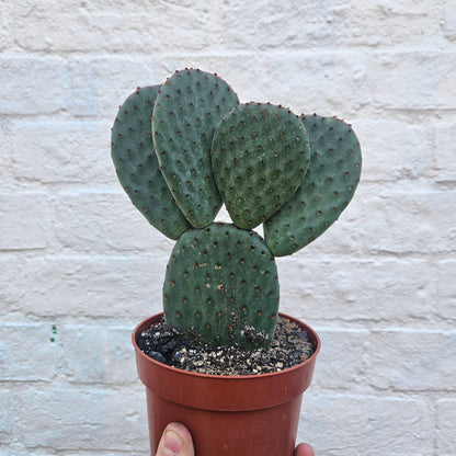 Opuntia microdasys (Bunny Ears)