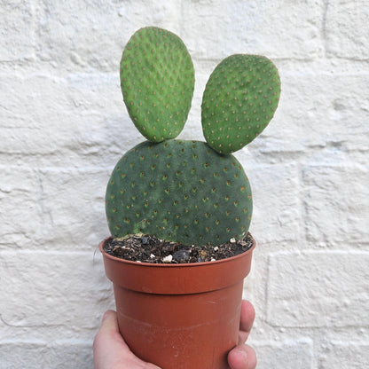 Opuntia microdasys (Bunny Ears)