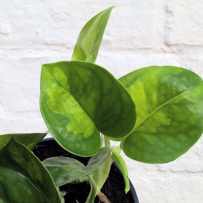 Epipremnum pinnatum 'Global Green' (Pothos)
