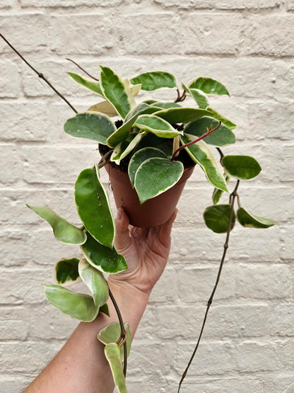 Hoya carnosa 'Krimson queen'