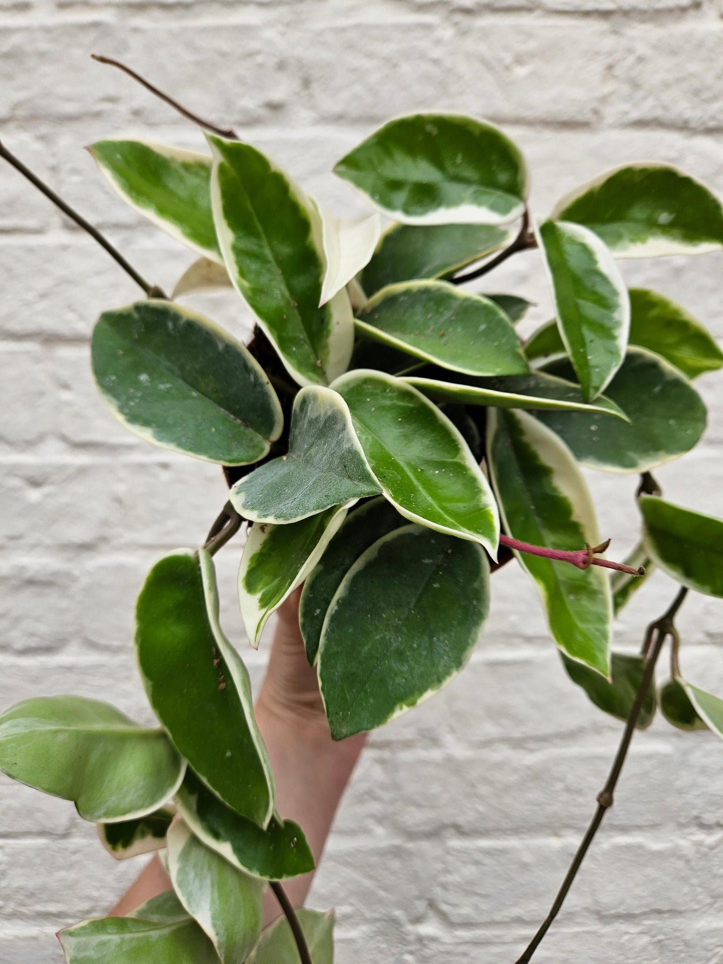 Hoya carnosa 'Krimson queen'