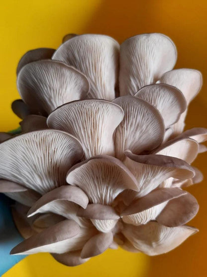Caley Bros mushroom kits