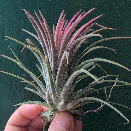 Tillandsia 'Ionantha Red' (Air Plant)
