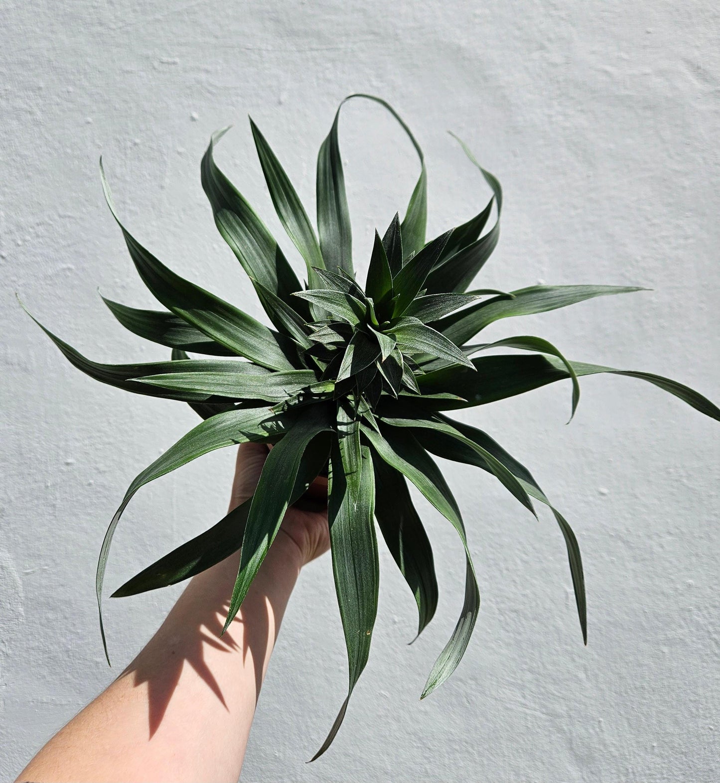 Ananas 'Mi Amigo' (Pineapple plant)