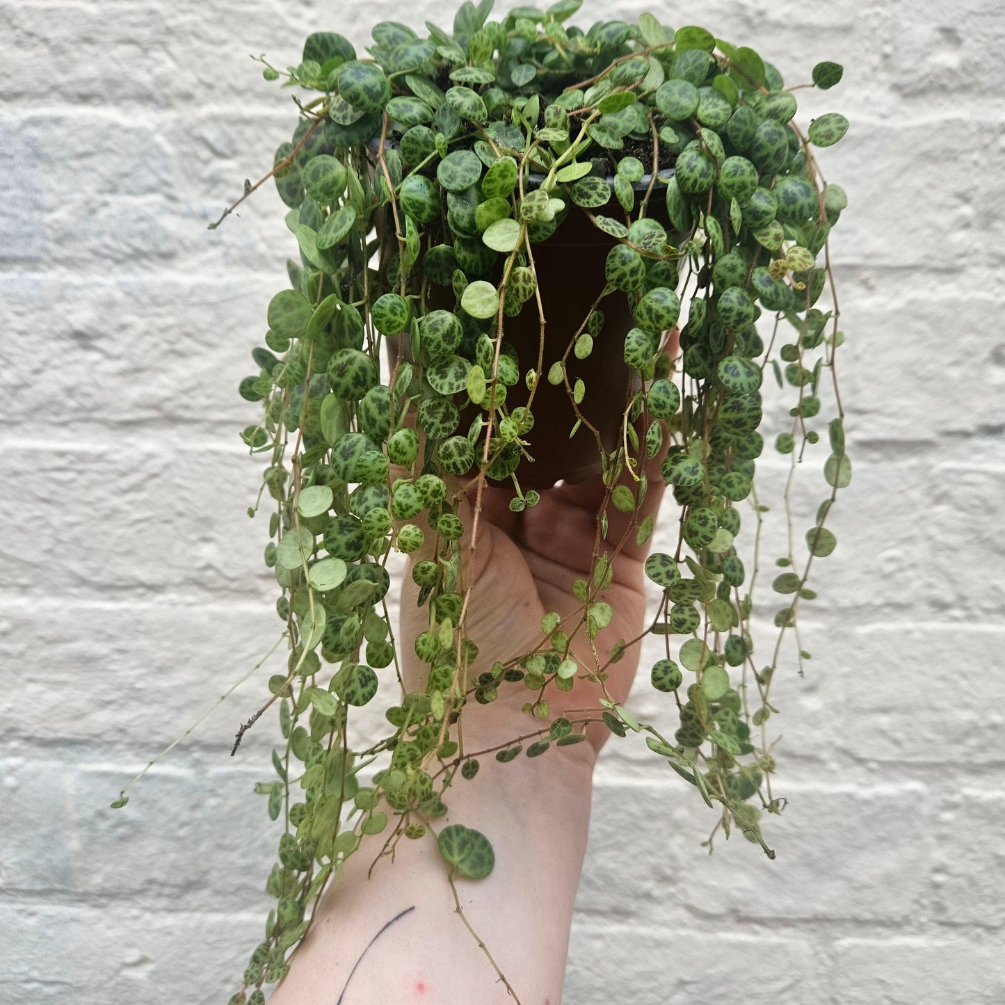 Peperomia prostrata (String of Turtles)