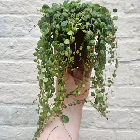 Peperomia prostrata (String of Turtles)