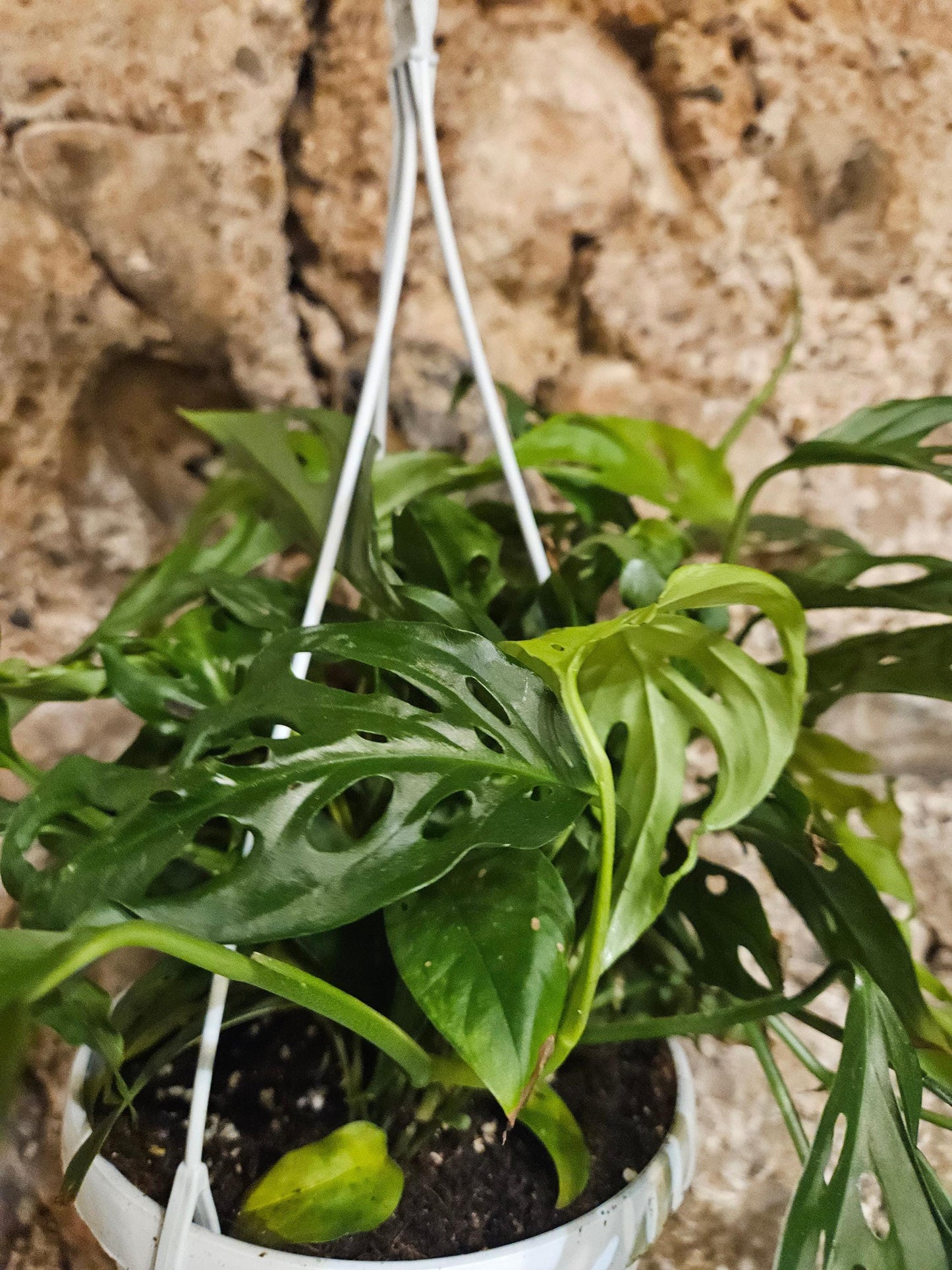 Monstera adansonii 'Monkey Mask'