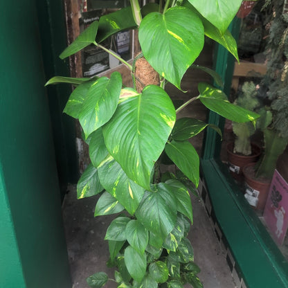 Epipremnum aureum (Golden Pothos)
