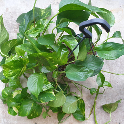 Epipremnum aureum (Golden Pothos)