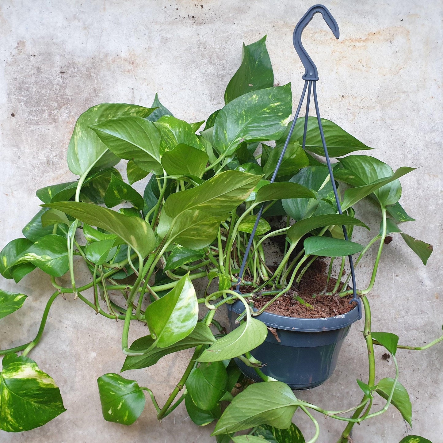Epipremnum aureum (Golden Pothos)
