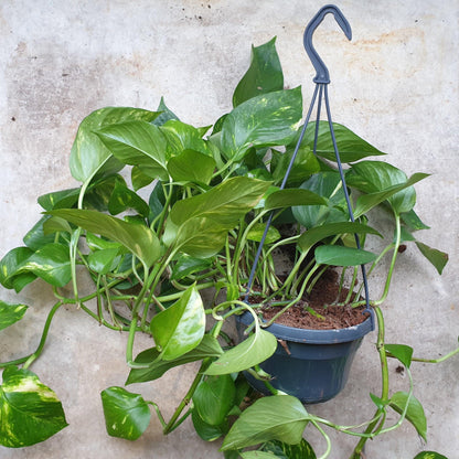 Epipremnum aureum (Golden Pothos)