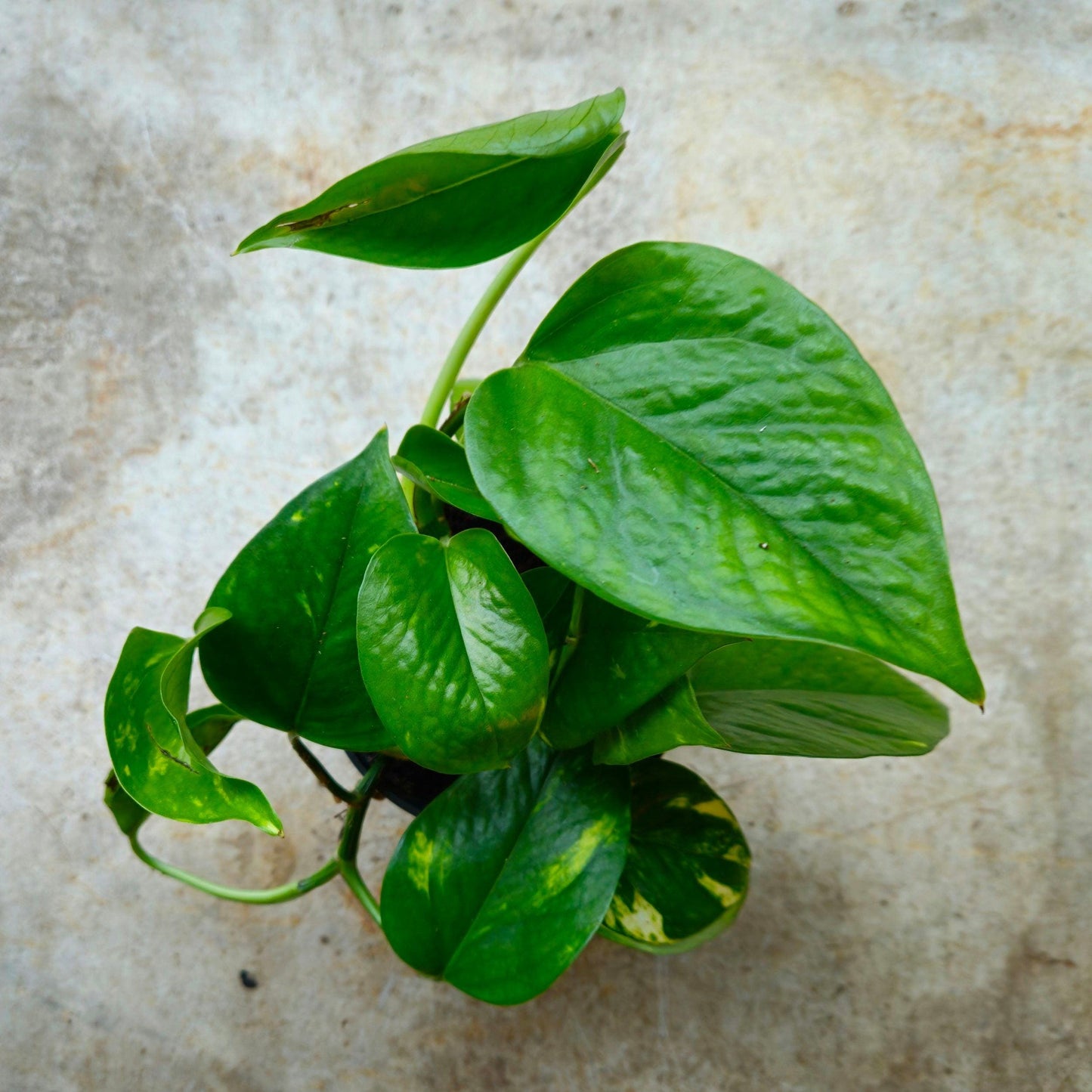 Epipremnum aureum (Golden Pothos)