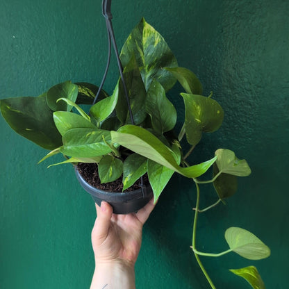 Epipremnum aureum (Golden Pothos)