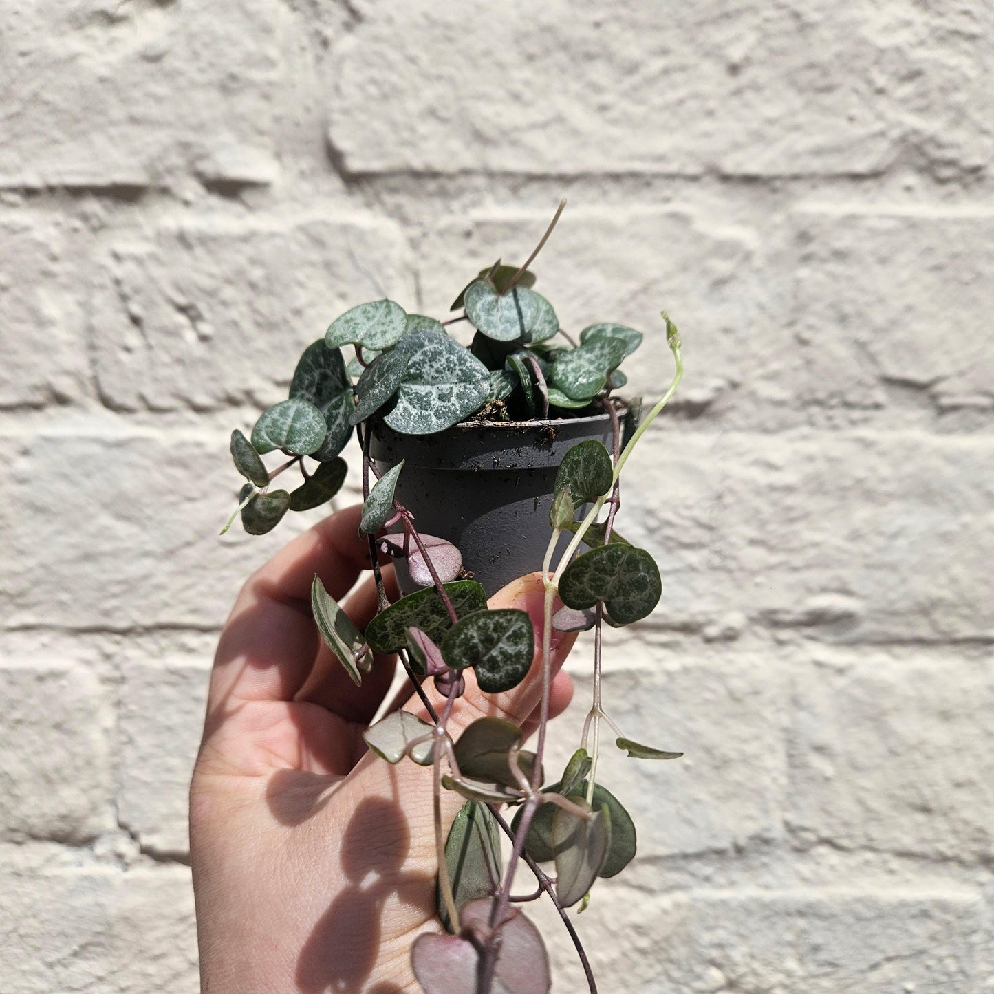 Ceropegia woodii (String of Hearts)