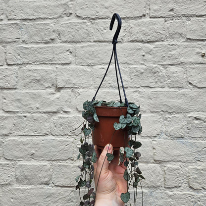 Ceropegia woodii (String of Hearts)