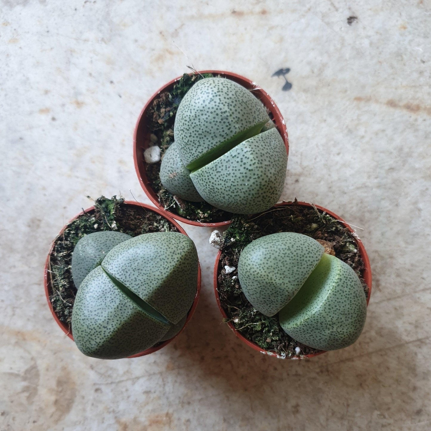 Pleiospilos nelii (Split Rock Plant)