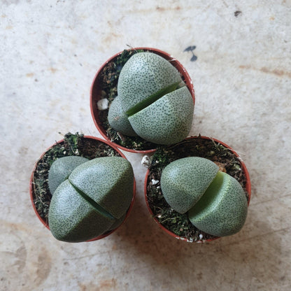 Pleiospilos nelii (Split Rock Plant)