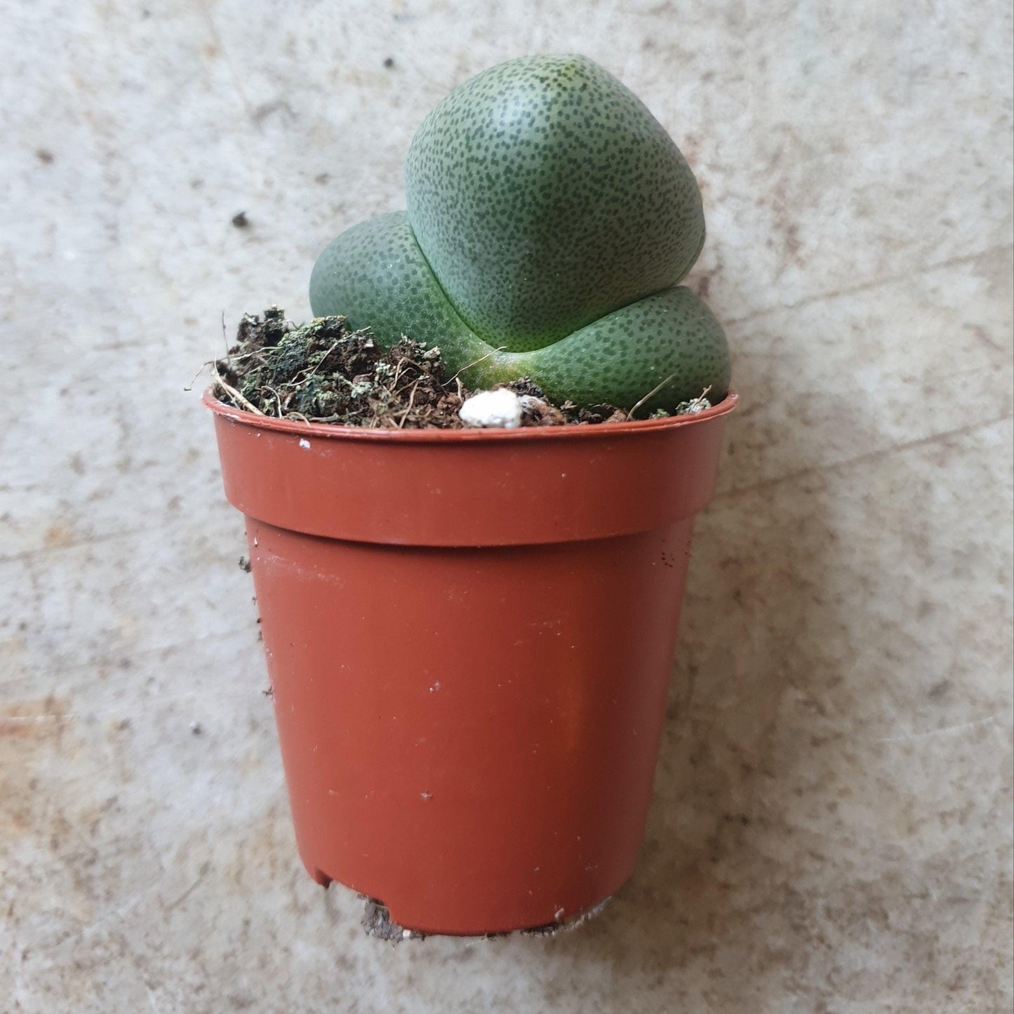 Pleiospilos nelii (Split Rock Plant)