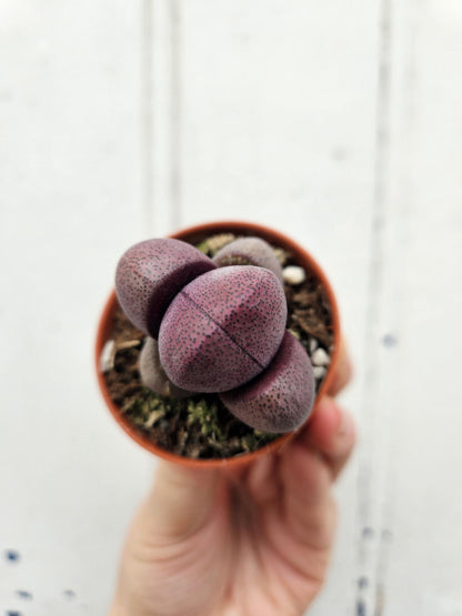 Pleiospilos nelii (Split Rock Plant)