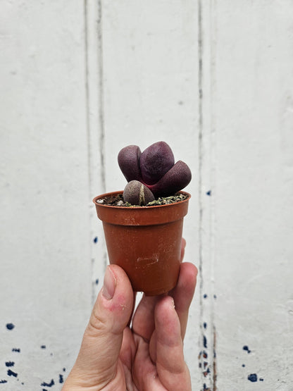 Pleiospilos nelii (Split Rock Plant)