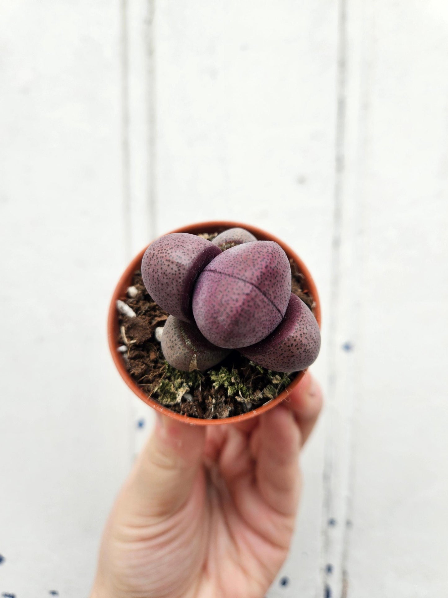 Pleiospilos nelii (Split Rock Plant)