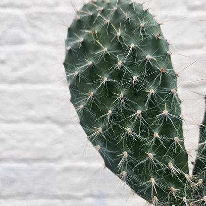 Opuntia pailana (Bunny Ears)