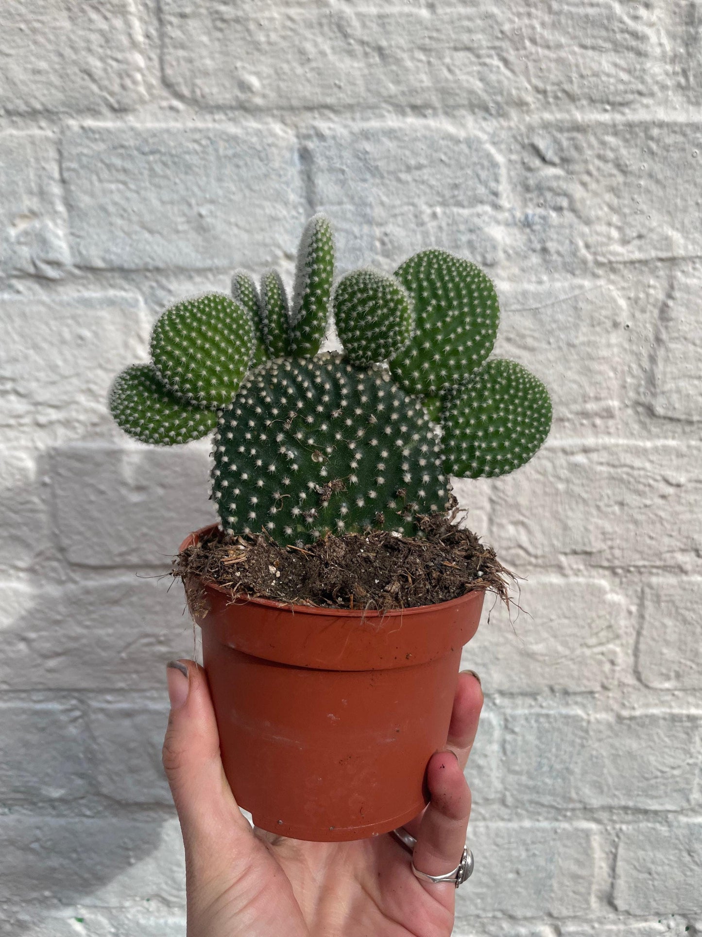 Opuntia microdasys (Bunny Ears)