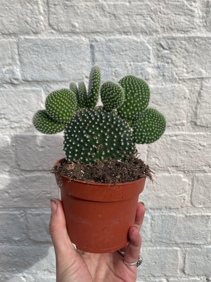 Opuntia microdasys (Bunny Ears)