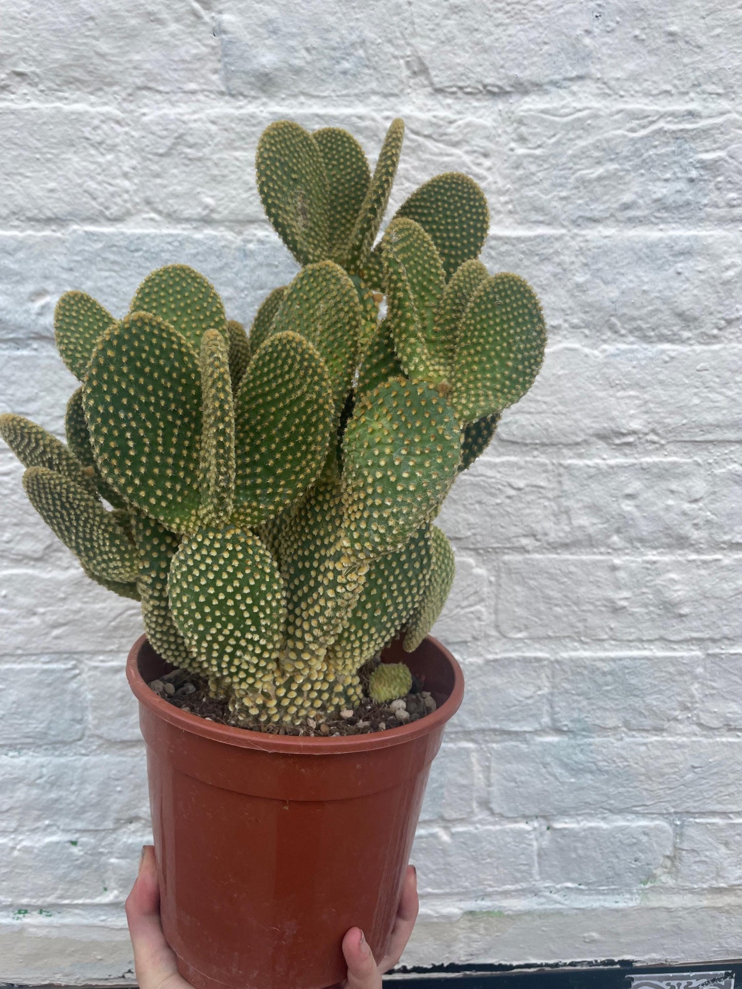 Opuntia microdasys (Bunny Ears)