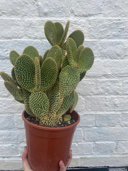 Opuntia microdasys (Bunny Ears)