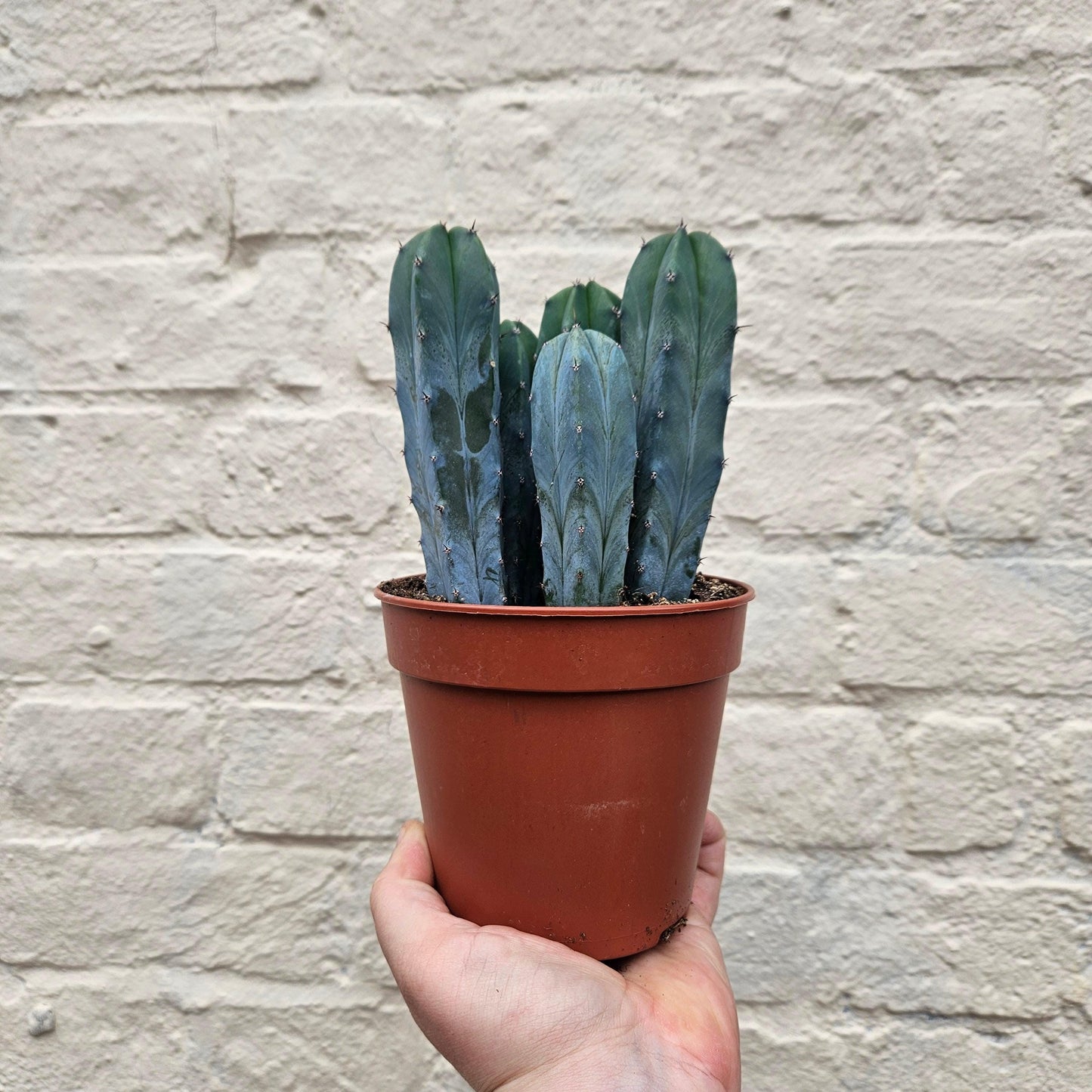 Myrtillocactus geometrizans (Blue Myrtle)