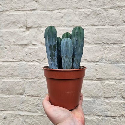 Myrtillocactus geometrizans (Blue Myrtle)