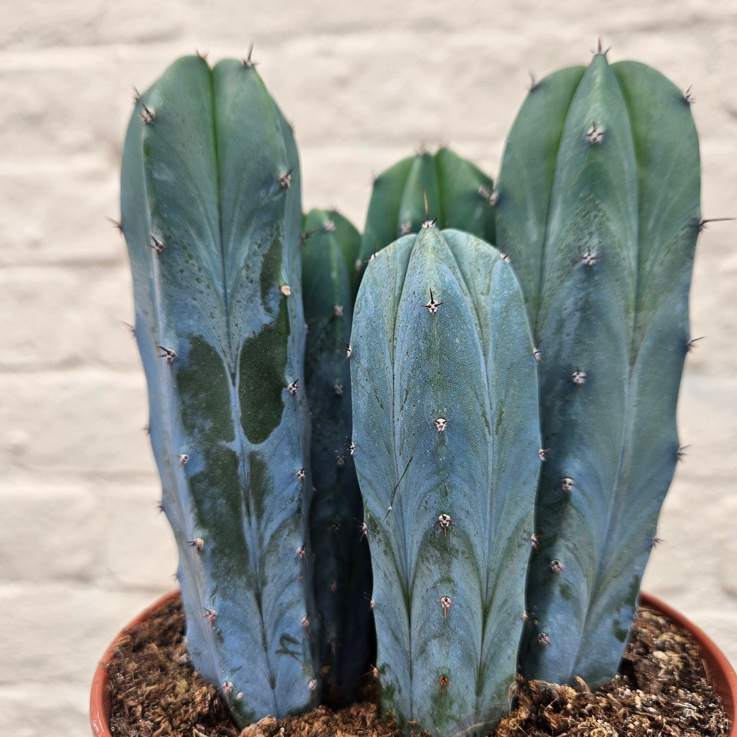 Myrtillocactus geometrizans (Blue Myrtle)