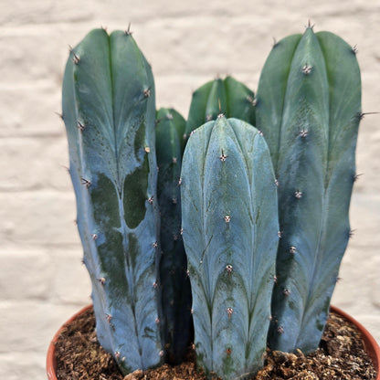 Myrtillocactus geometrizans (Blue Myrtle)