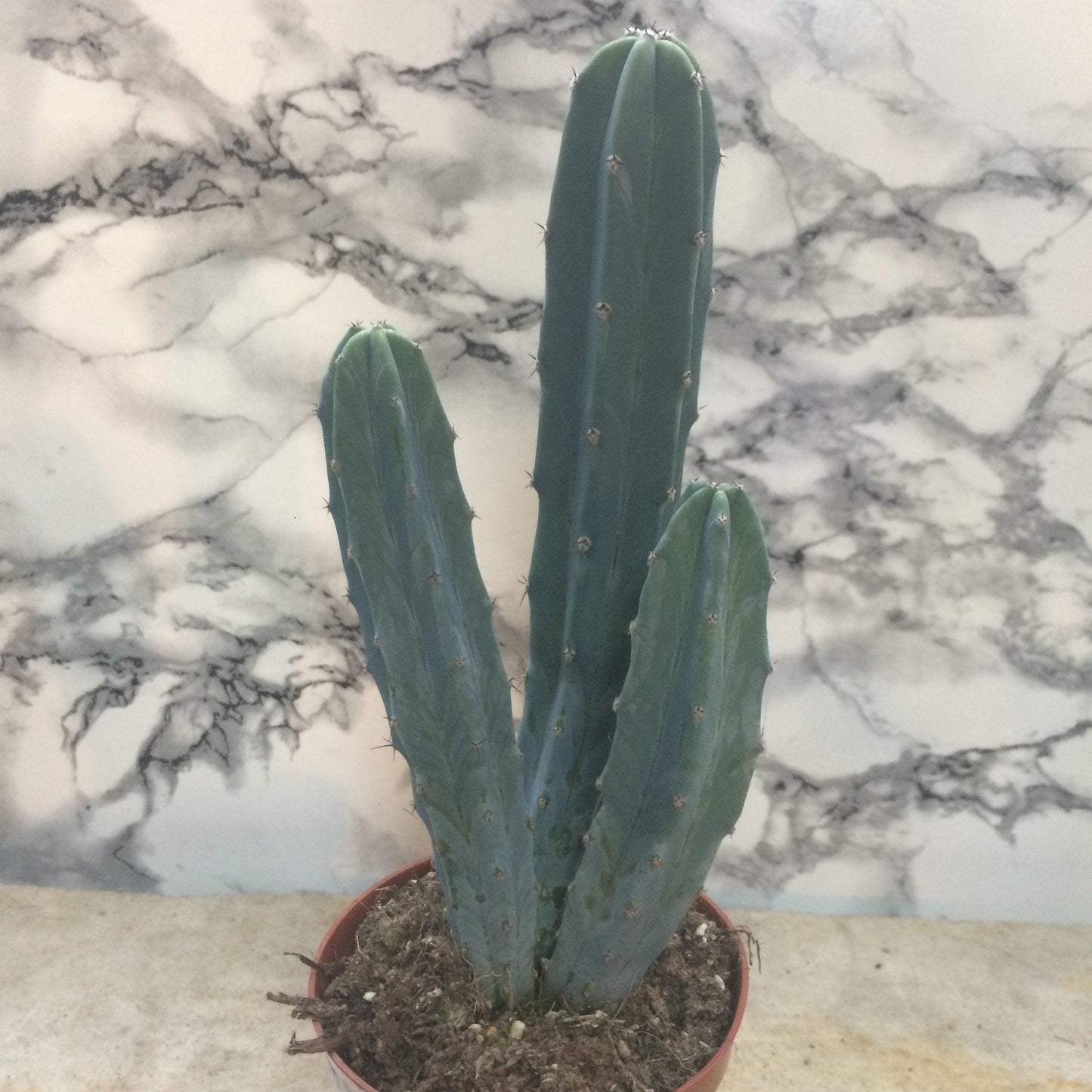 Myrtillocactus geometrizans (Blue Myrtle)