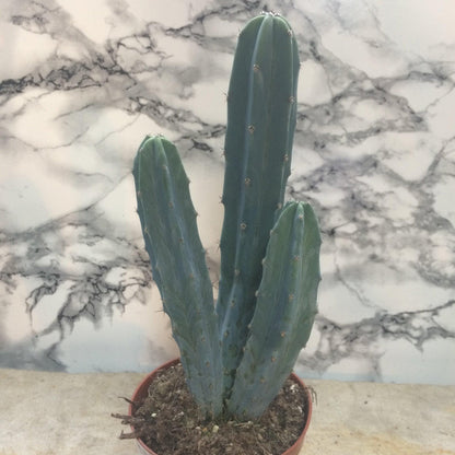 Myrtillocactus geometrizans (Blue Myrtle)