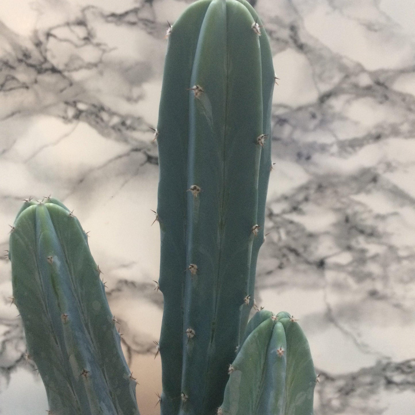Myrtillocactus geometrizans (Blue Myrtle)