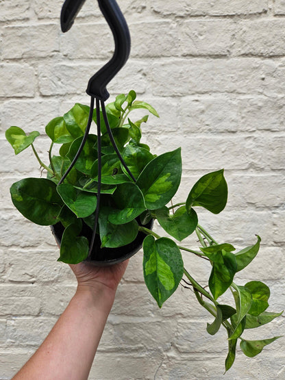 Epipremnum pinnatum 'Global Green' (Pothos)