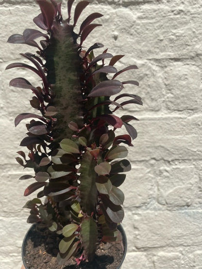 Euphorbia trigona 'Rubra' (African Milk Tree)