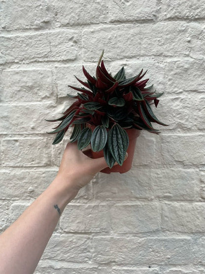 Peperomia Caperata 'Rosso' (Emerald Ripple Radiator plant)