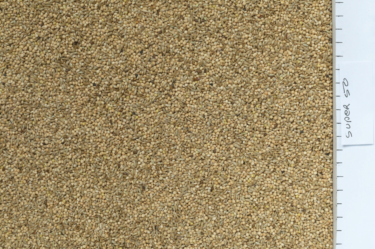 Johnston & Jeff Super 50 Budgieseed