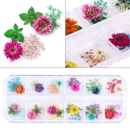 KISSBUTY 2 Boxes Dried Flowers for Nail Art – 24 Colors Mini Real Flowers (Gypsophila & Daffodil)