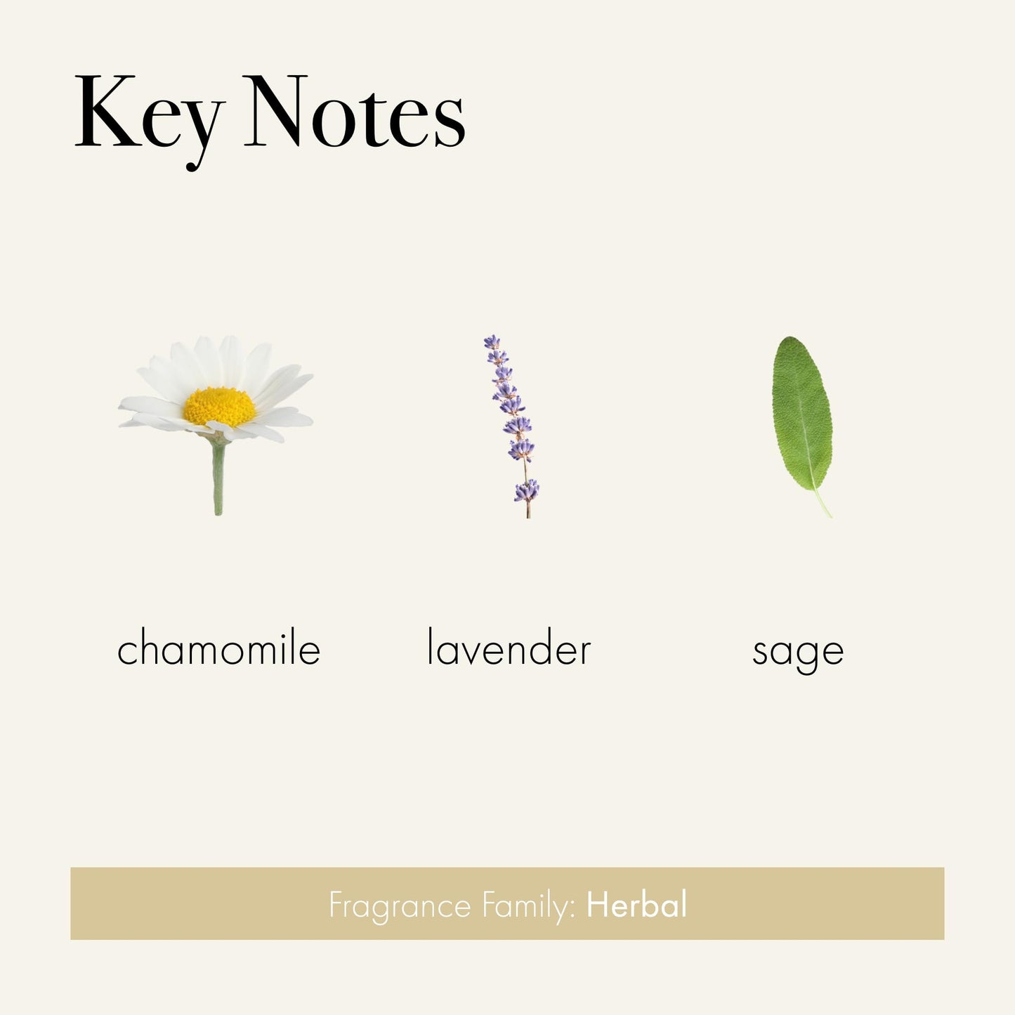 LAFCO New York Chamomile Lavender Liquid Soap – 2-Pack (12 oz each) | Hypoallergenic, Plant-Based, Cruelty-Free, Made in Italy