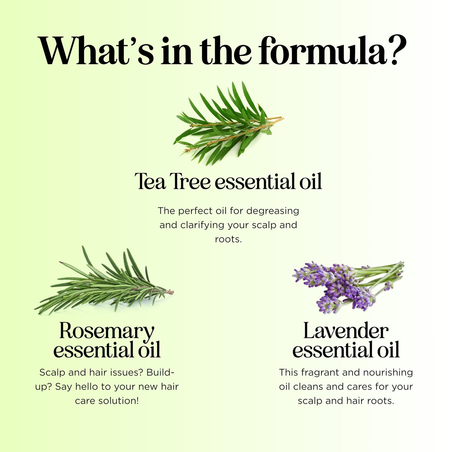 Maple Holistics Clarifying Shampoo for Build Up & Oily Hair – Tea Tree & Rosemary
