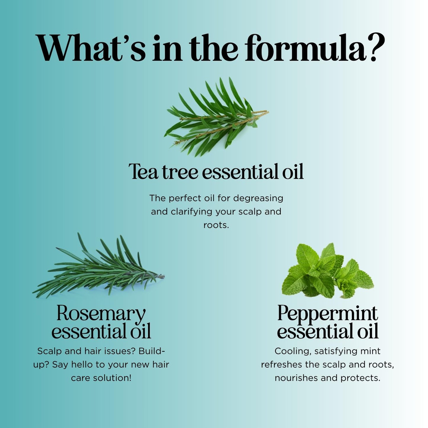 Maple Holistics Rosemary Tea Tree Mint Shampoo – Clarifying & Sulfate-Free for Dry Scalp (8 oz)