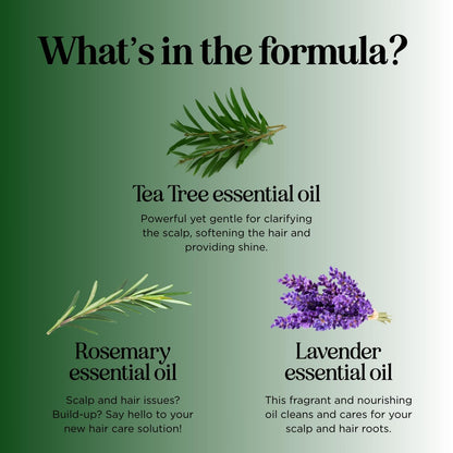 Maple Holistics Tea Tree Shampoo & Conditioner Set - Sulfate-Free for Oily Hair | Australian Tea Tree Oil, 25 fl oz