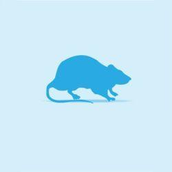 Monkfield Rat - Weaner Large  (51-100g)